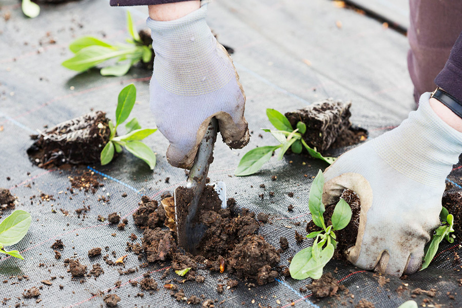 garden-glove